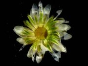 Early Experiments - Cudweed