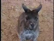 Lazy Kangaroos