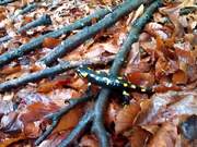 The Variegated Lizard