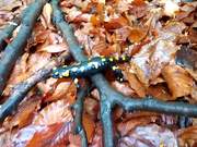 The Variegated Lizard