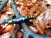 The Variegated Lizard