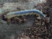 Fire-Colored Beetle Larva