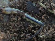 Fire-Colored Beetle Larva