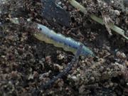 Fire-Colored Beetle Larva