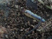 Fire-Colored Beetle Larva