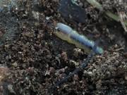 Fire-Colored Beetle Larva