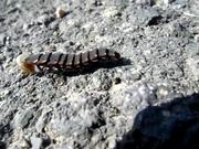 Common Glow-Worm