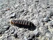 Common Glow-Worm