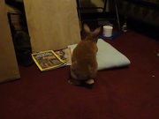 Derby's First Video