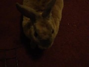 Derby's First Video