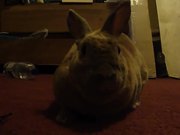 Derby's First Video