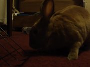 Derby's First Video