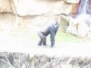Lowland Gorillas