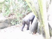Lowland Gorillas