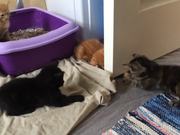 Cute Kittens