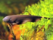 The Incredible Robot Fish