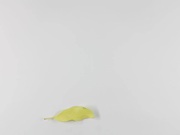 Stop Motion Foundations