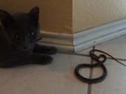 Kitty Cat Vs Snake