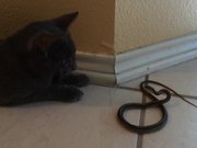 Kitty Cat Vs Snake