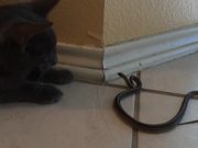 Kitty Cat Vs Snake