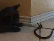 Kitty Cat Vs Snake