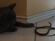 Kitty Cat Vs Snake