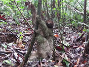 Second Video Project: Sloth