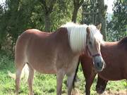 Beautiful Horses