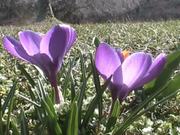 Crocus in Macro