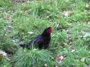 Black Chicken