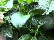 Raindrops on the Leaf