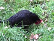 Black Chicken