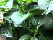 Raindrops on the Leaf