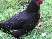 Black Chicken