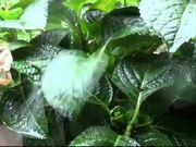 Raindrops on the Leaf