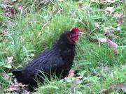 Black Chicken