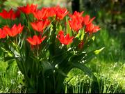 Red Tulip