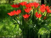 Red Tulip