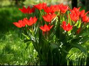 Red Tulip