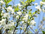 Fruit Tree in Spring