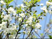 Fruit Tree in Spring