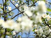 Fruit Tree in Spring