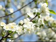 Fruit Tree in Spring
