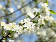 Fruit Tree in Spring