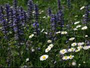 Meadow with Flowers