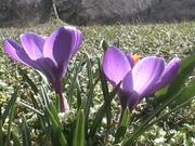 Crocus in Macro