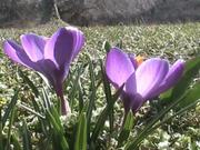 Crocus in Macro