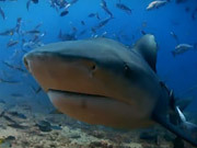 Sharks Rescored - Mini Documentary