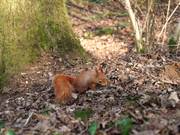 Squirrel Action in Forest