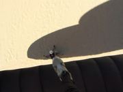 Rainbow Beach Paragliding